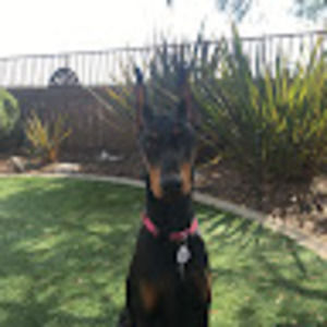 Meet your Posher, Debbie